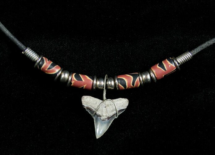 Fossil Bull Shark Tooth Necklace #3538